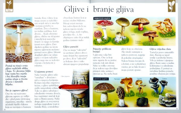 Svijet oko nas - ŠUMA - Slika 3
